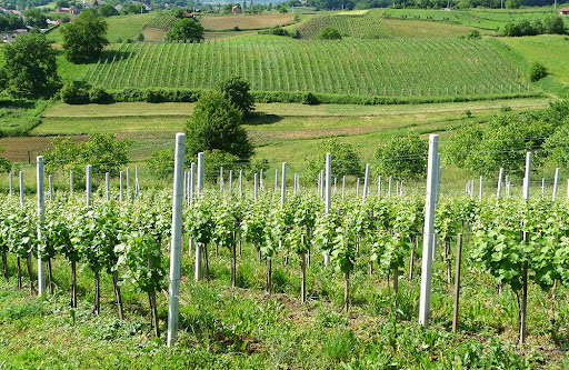 Winery Buhin