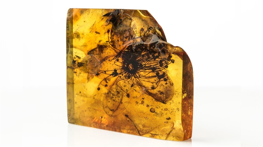 The Largest Flower Ever Found Preserved in Amber