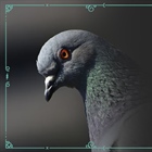 Nikola Tesla saw a bright powerful lightning in pigeon’s eyes
