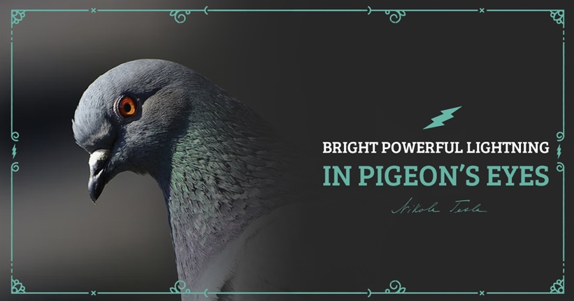 Nikola Tesla saw a bright powerful lightning in pigeon’s eyes