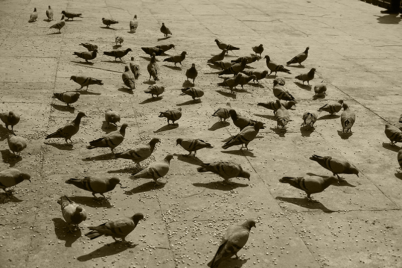 Nikola Tesla pigeons